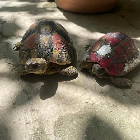 Vrenjo Bed & Breakfast Gjirokaster