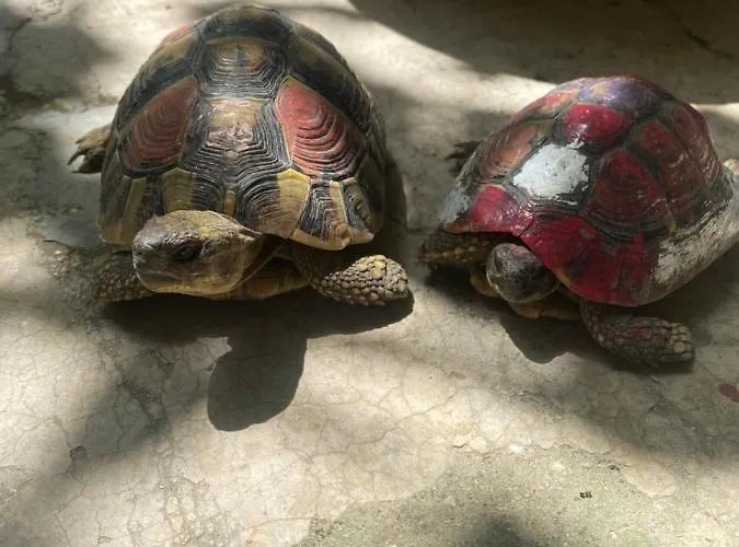 Vrenjo Alojamento de Acomodação e Pequeno-almoço Gjirokastër
